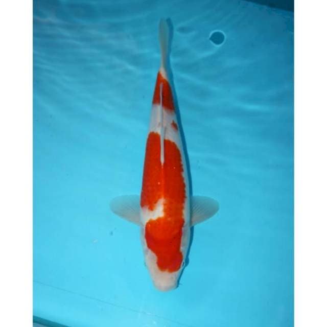 KOHAKU 32 CM