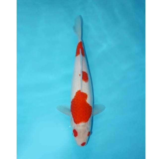KOHAKU 29 CM