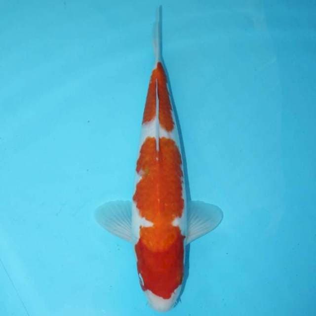 Kohaku 30 cm