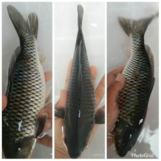 Caghoi 20cm