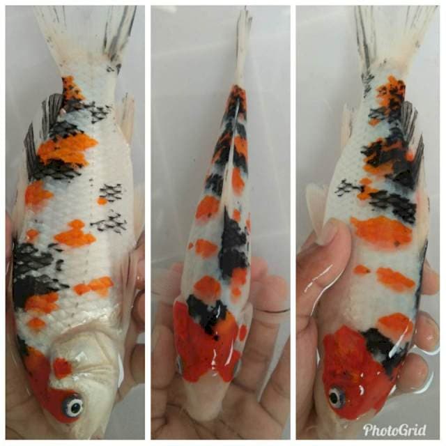Sanke 30bu