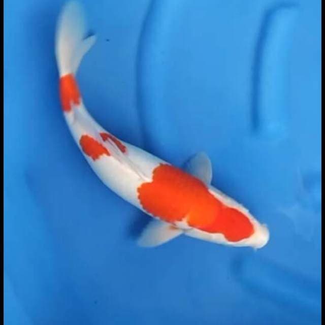 Sandan kohaku original