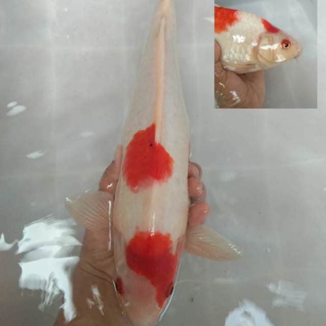 Kohaku sanke 40bu