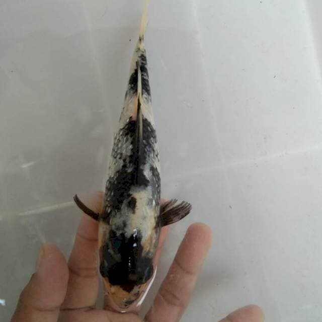Shiro utsuri 20bu
