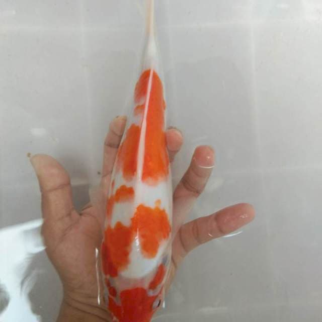 Kohaku 30bu
