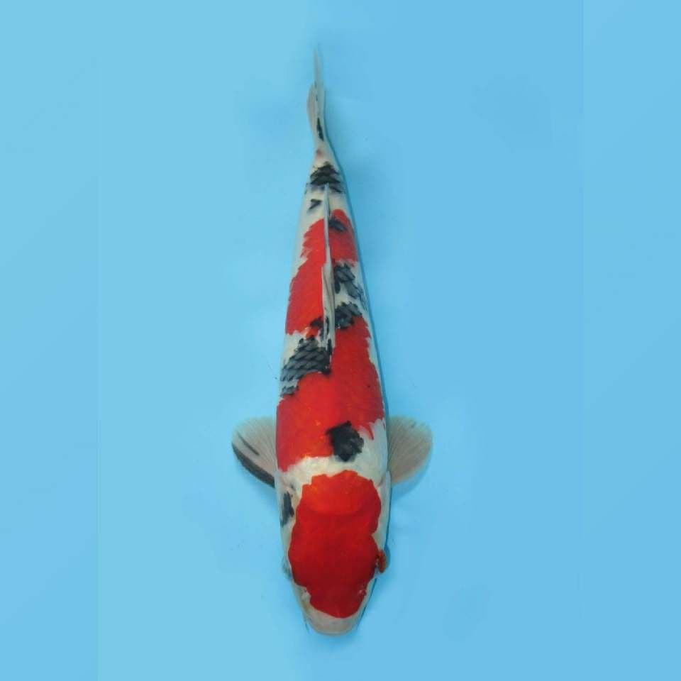 Super Red Taisho Sanke Sandan