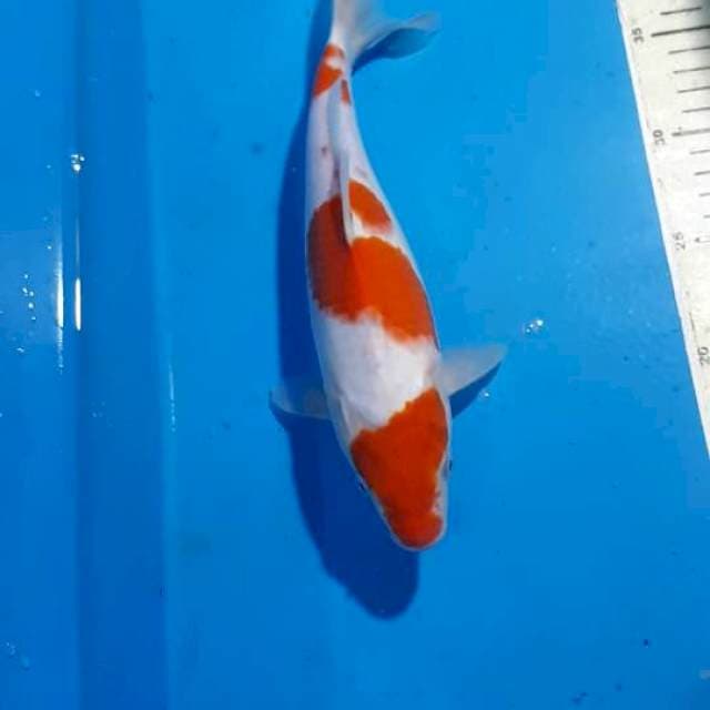 KOHAKU 28 CM