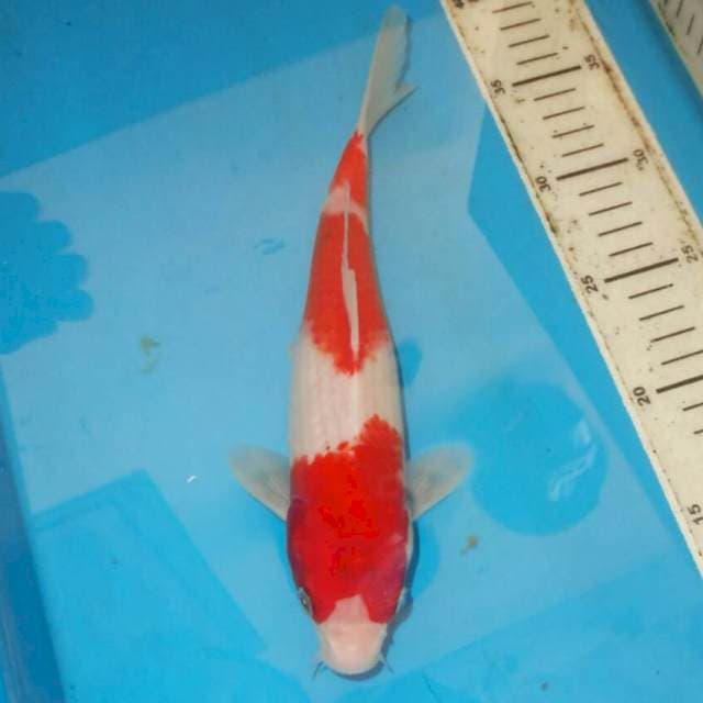 KOHAKU