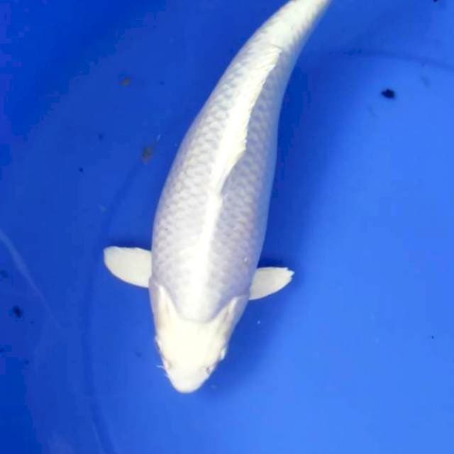 PLATINUM TOP BULKY