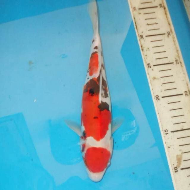 MARUTEN SANSHOKU