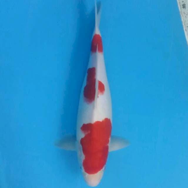 Kohaku 3 step