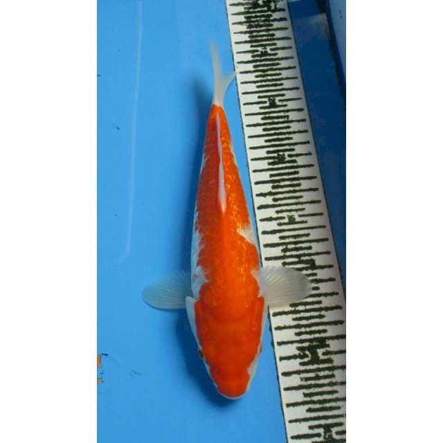 KOHAKU GINDRIN 26CM