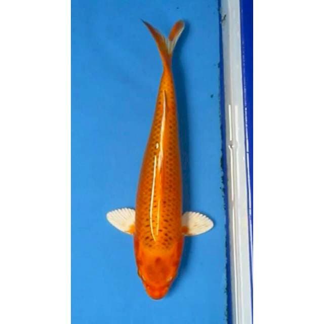 KIN MATSUBA 30CM