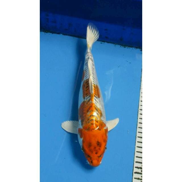 KIKOKURYU 32CM