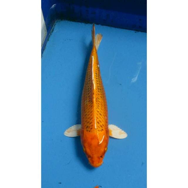 KIN MATSUBA 32CM