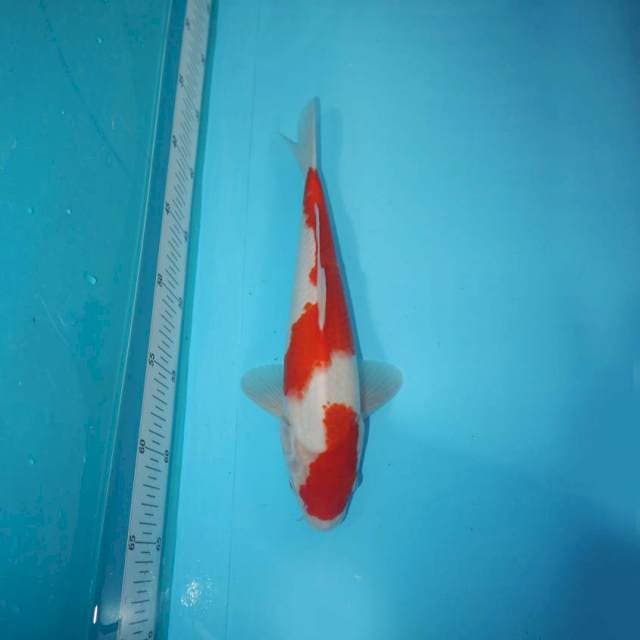 KOHAKU 28 CM