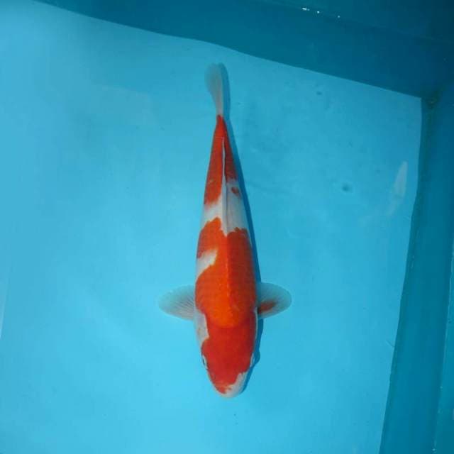 KOHAKU 30 CM