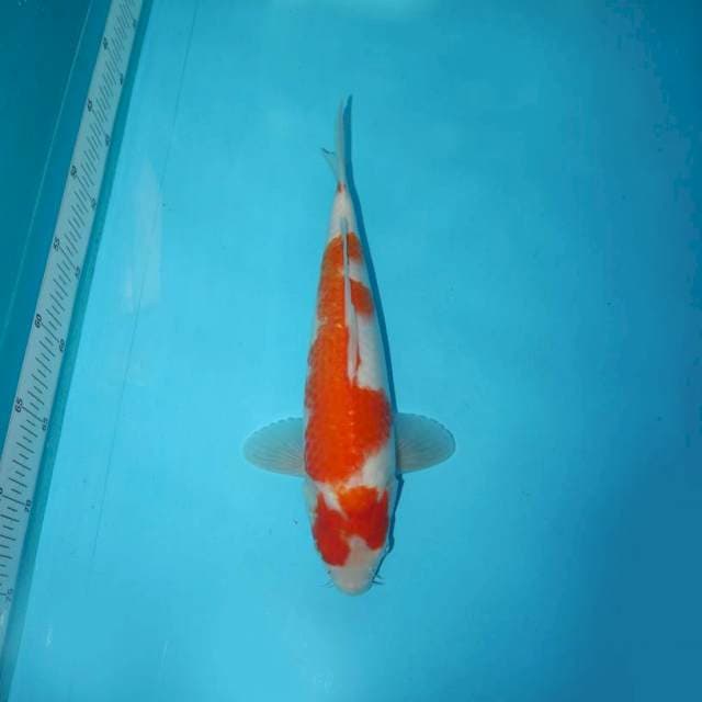 KOHAKU_30 CM