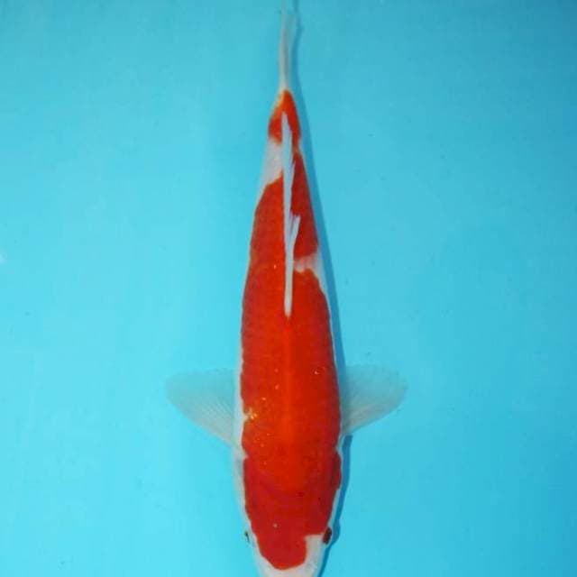 OMOYO KOHAKU 28 CM