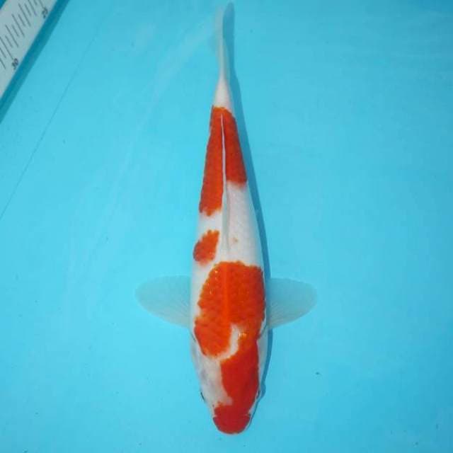 KOHAKU 28 CM