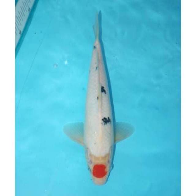 TANCHO SANKE TATEGOI 25 CM
