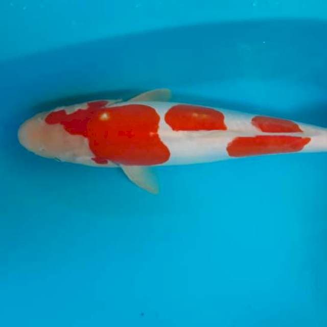 Kohaku syantik