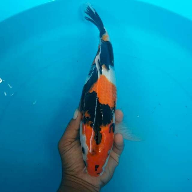 showa