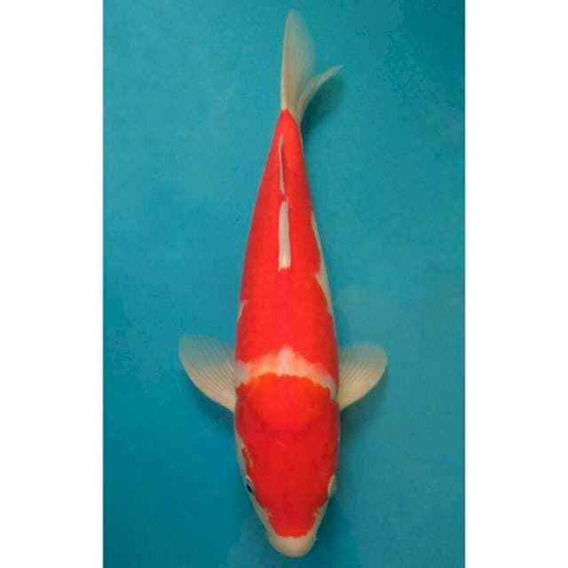 Ogata Kohaku Deep Red
