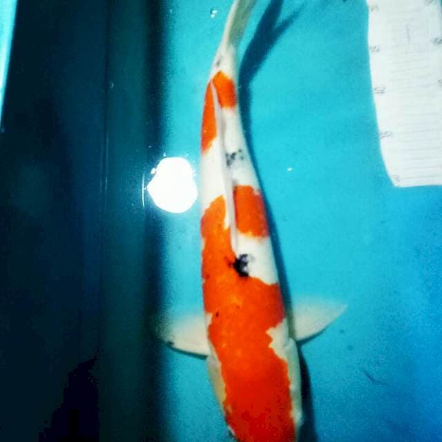 SANKE..JUMBO 53CM