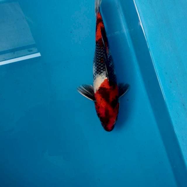 Showa 25cm male