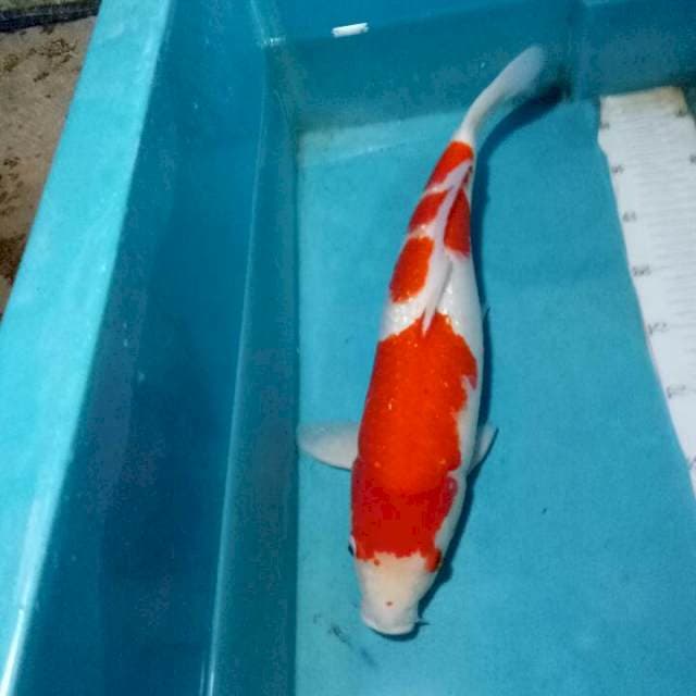 KOHAKU..FULL GINRIN..sirip bsr sblh..HQ 44CM