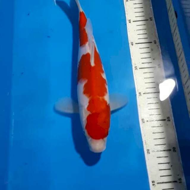KOHAKU 32 CM