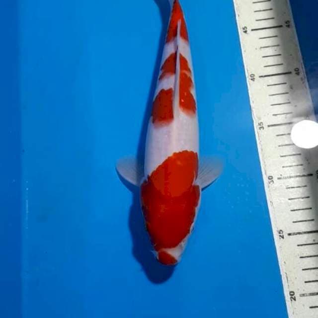 KOHAKU 32 CM