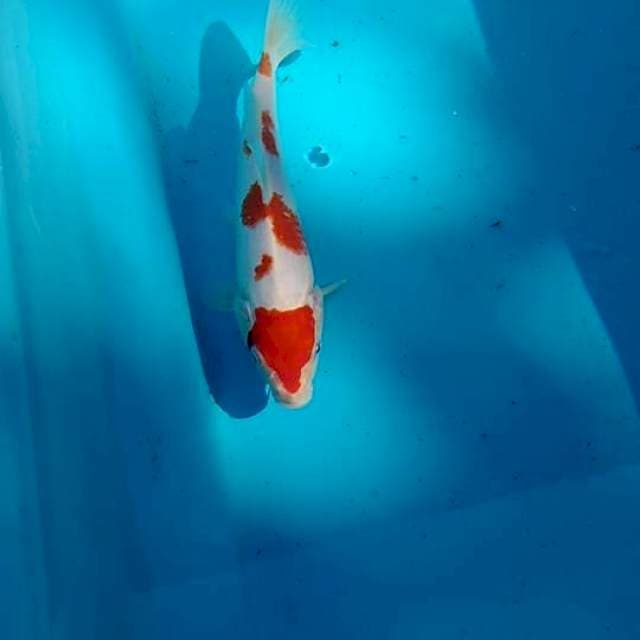 Maruten kohaku