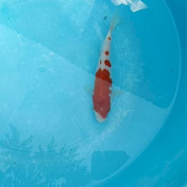 Yondan kohaku