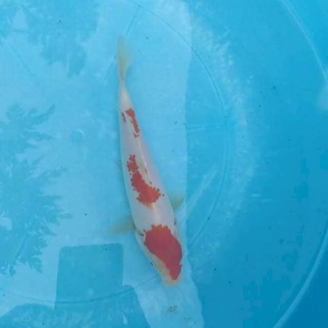 Kohaku kanoko