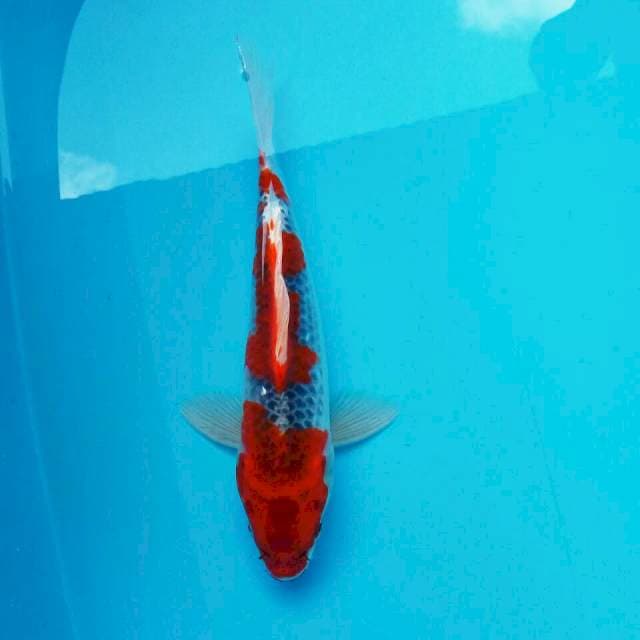 Ghosiki ORI*25cm