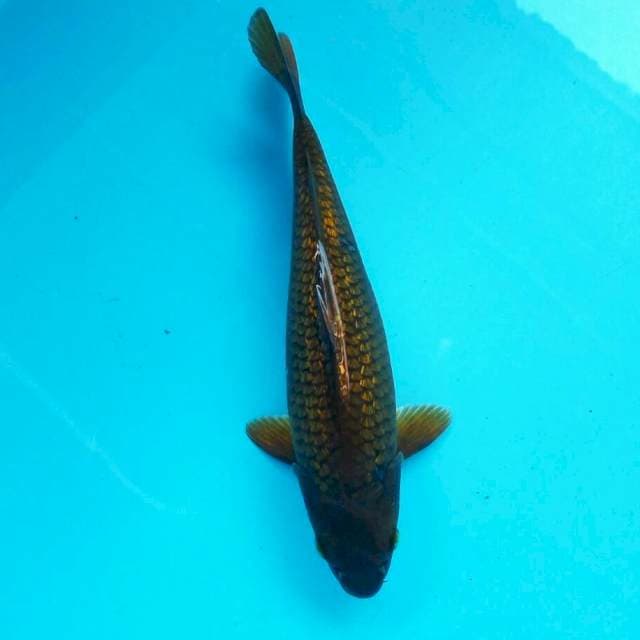 Chagoi ginrin bully*28cm