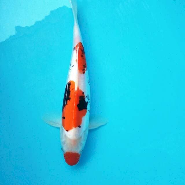 Srikandi,beni kumon*30cm
