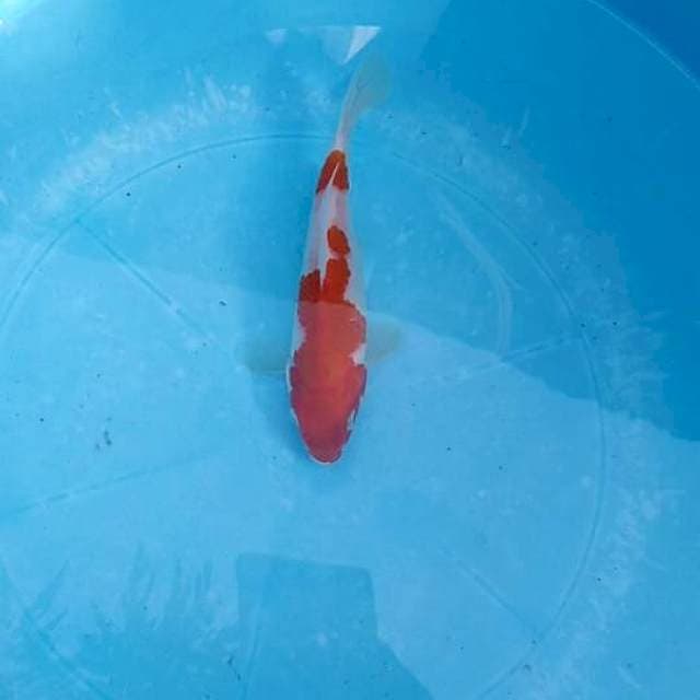 Kohaku 2 step