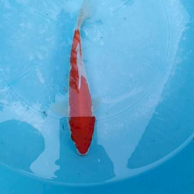 1 step kanoko kohaku