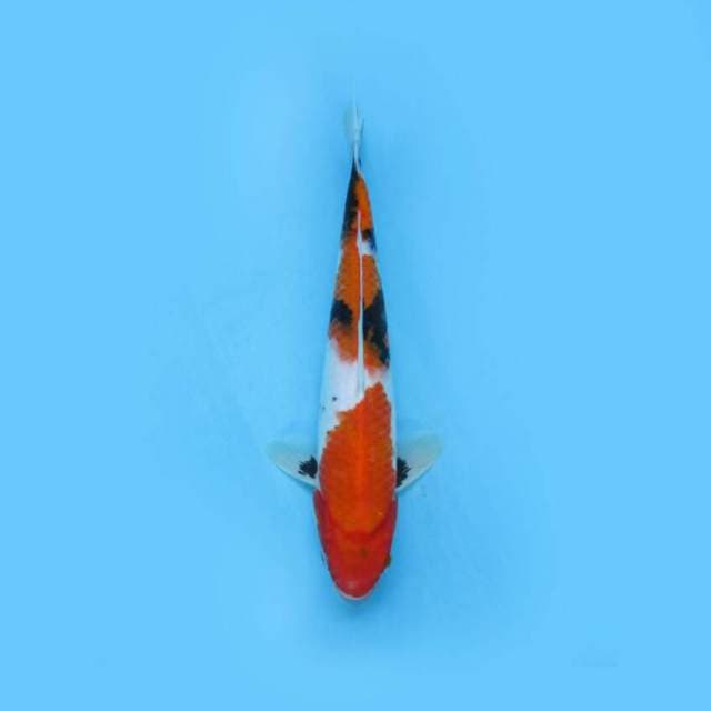 SHOWA SUMI GOOD 27 CM