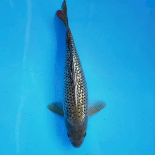 B. Chagoi ginrin #30cm
