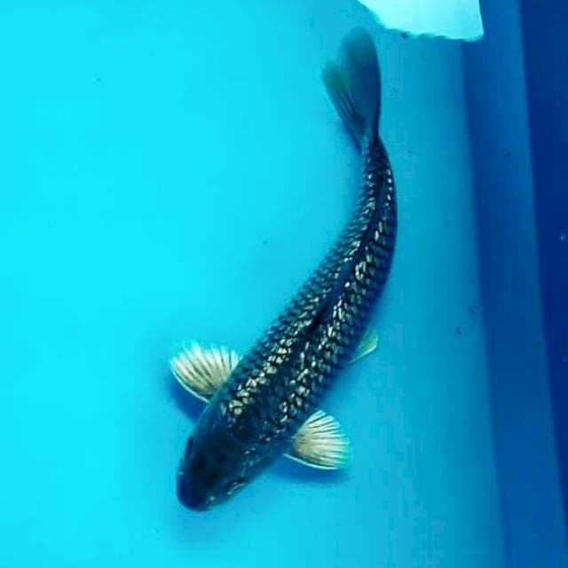 F. Soragoi full Ginrin #28cm