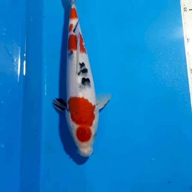SANKE 26 CM