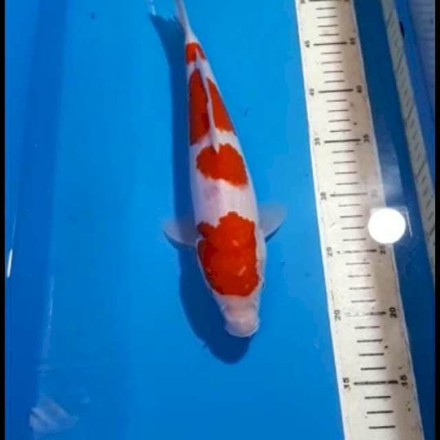KOHAKU 4 STEP 32 CM