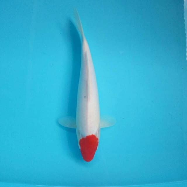 Tancho kohaku ORI*35cm
