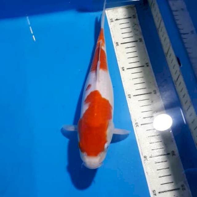 KOHAKU 29 CM