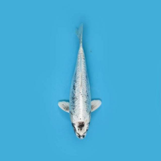 KAWARIMONO 29 CM