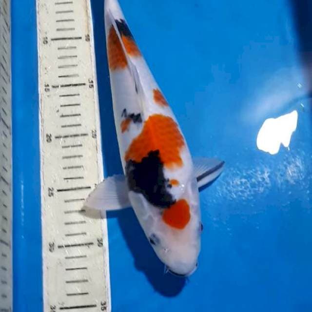 KINDAI SHOWA F1 32 CM